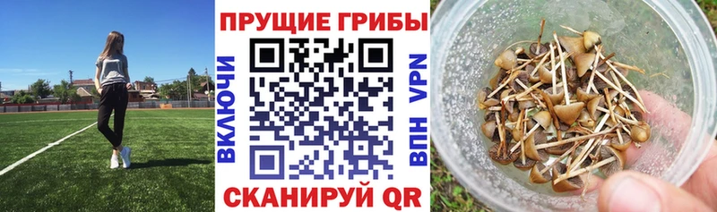купить наркотики сайты  Печора  Псилоцибиновые грибы Psilocybine cubensis 